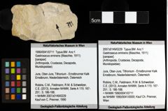 Foto (Objket + Etiketten) von Gastrosacus eminens (Blaschke, 1911) 